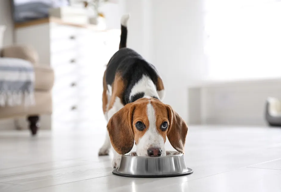 Conheça oito benefícios que a alimentação úmida pode trazer para seu cão