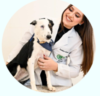 Médica veterinária clínica geral